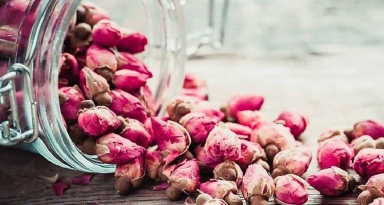 غنچه گل محمدی محصولی آرامش بخش